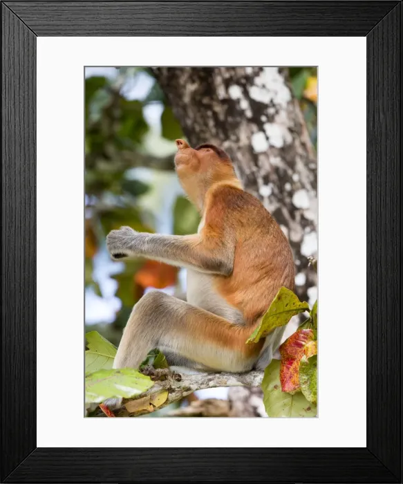 Framed Print : Picture No. 11014463 Framed Print : Picture No. 11014463