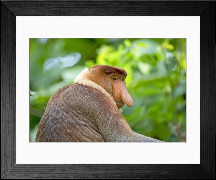 Framed Print : Picture No. 11014464 Framed Print : Picture No. 11014464