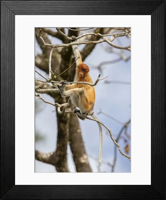Framed Print : Picture No. 11014465 Framed Print : Picture No. 11014465