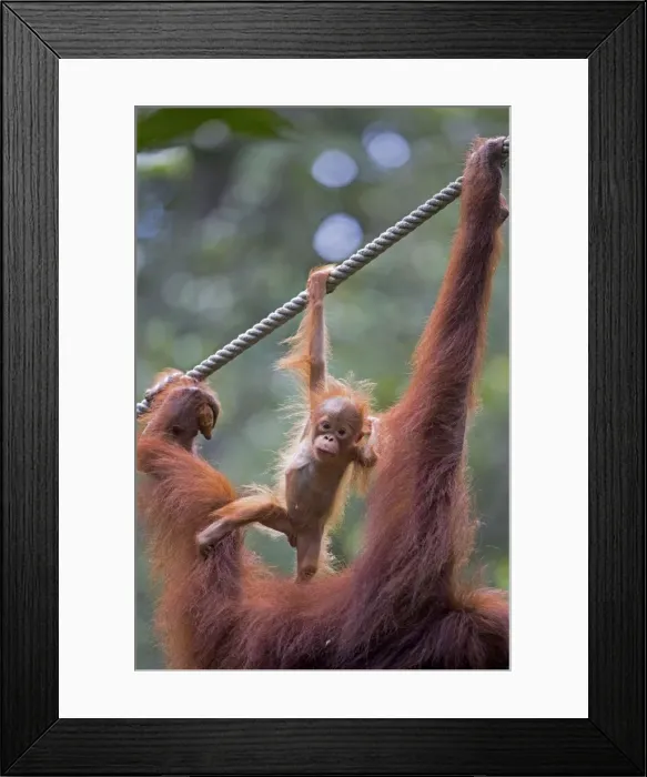 Framed Print : Picture No. 11014468 Framed Print : Picture No. 11014468