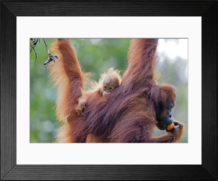 Framed Print : Picture No. 11014469 Framed Print : Picture No. 11014469