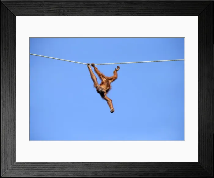 Framed Print : Picture No. 11014470 Framed Print : Picture No. 11014470