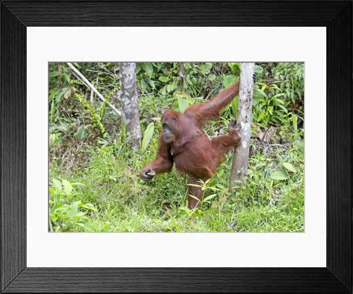 Framed Print : Picture No. 11014471 Framed Print : Picture No. 11014471