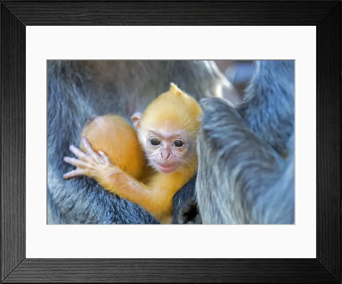 Framed Print : Picture No. 11014474 Framed Print : Picture No. 11014474