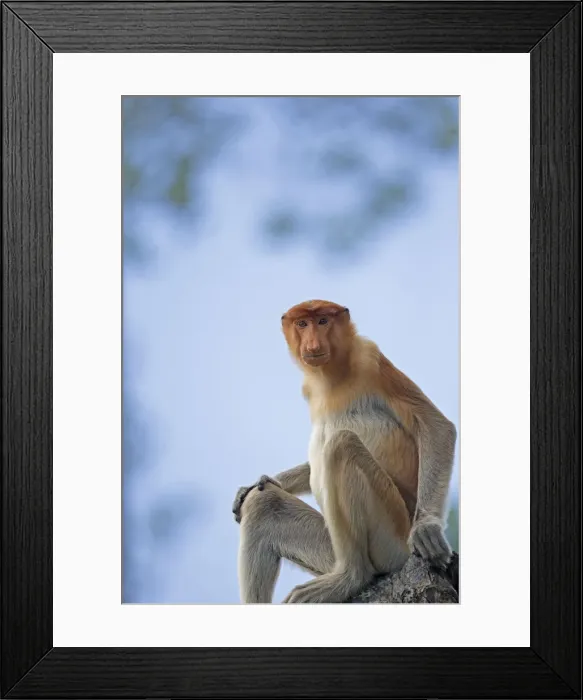 Framed Print : Picture No. 11014476 Framed Print : Picture No. 11014476