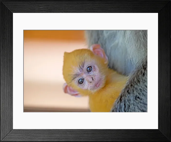 Framed Print : Picture No. 11014475 Framed Print : Picture No. 11014475