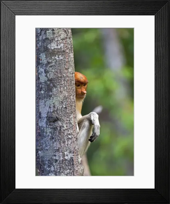 Framed Print : Picture No. 11014477 Framed Print : Picture No. 11014477