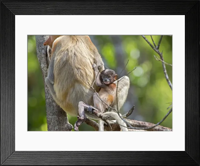 Framed Print : Picture No. 11014478 Framed Print : Picture No. 11014478