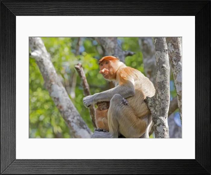 Framed Print : Picture No. 11014479 Framed Print : Picture No. 11014479
