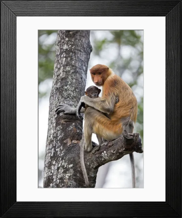 Framed Print : Picture No. 11014481 Framed Print : Picture No. 11014481
