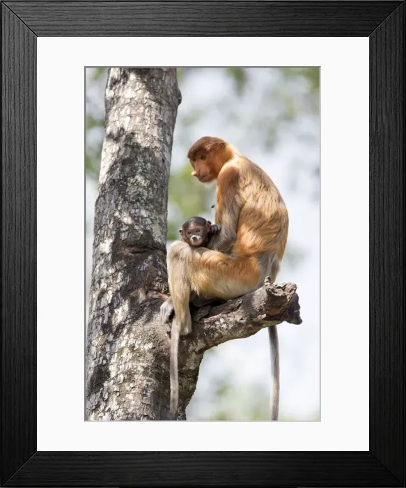 Framed Print : Picture No. 11014480 Framed Print : Picture No. 11014480
