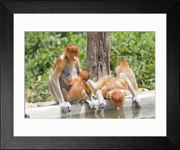 Framed Print : Picture No. 11014482 Framed Print : Picture No. 11014482