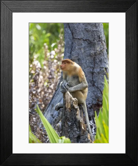 Framed Print : Picture No. 11014483 Framed Print : Picture No. 11014483
