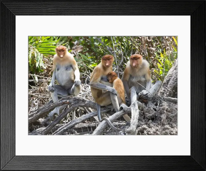 Framed Print : Picture No. 11014484 Framed Print : Picture No. 11014484
