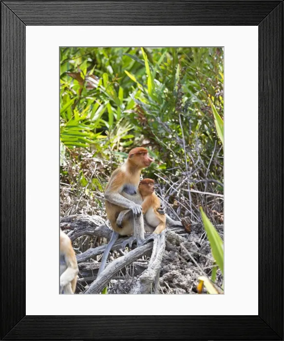 Framed Print : Picture No. 11014485 Framed Print : Picture No. 11014485