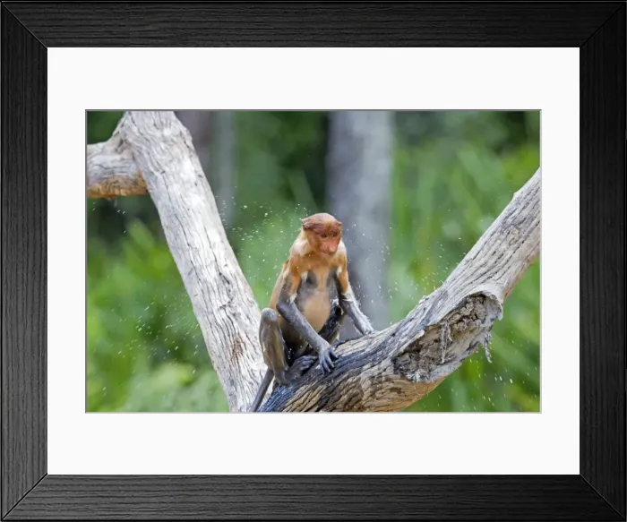 Framed Print : Picture No. 11014487 Framed Print : Picture No. 11014487