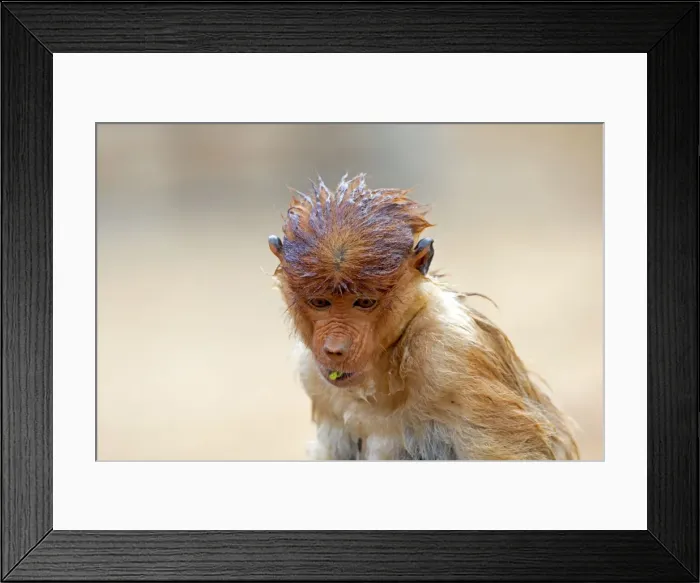 Framed Print : Picture No. 11014488 Framed Print : Picture No. 11014488