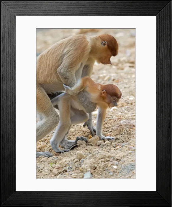Framed Print : Picture No. 11014489 Framed Print : Picture No. 11014489