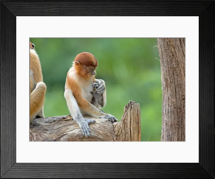 Framed Print : Picture No. 11014490 Framed Print : Picture No. 11014490