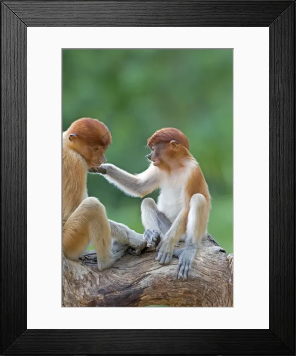 Framed Print : Picture No. 11014491 Framed Print : Picture No. 11014491