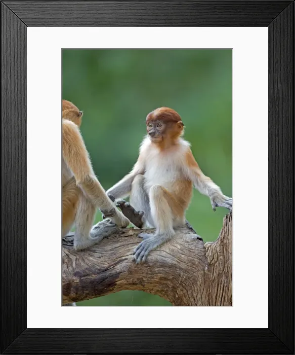 Framed Print : Picture No. 11014492 Framed Print : Picture No. 11014492