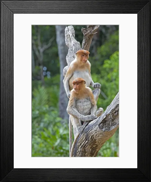 Framed Print : Picture No. 11014493 Framed Print : Picture No. 11014493