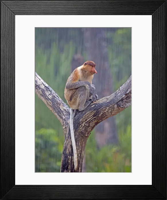 Framed Print : Picture No. 11014494 Framed Print : Picture No. 11014494