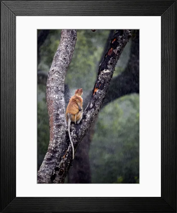 Framed Print : Picture No. 11014495 Framed Print : Picture No. 11014495