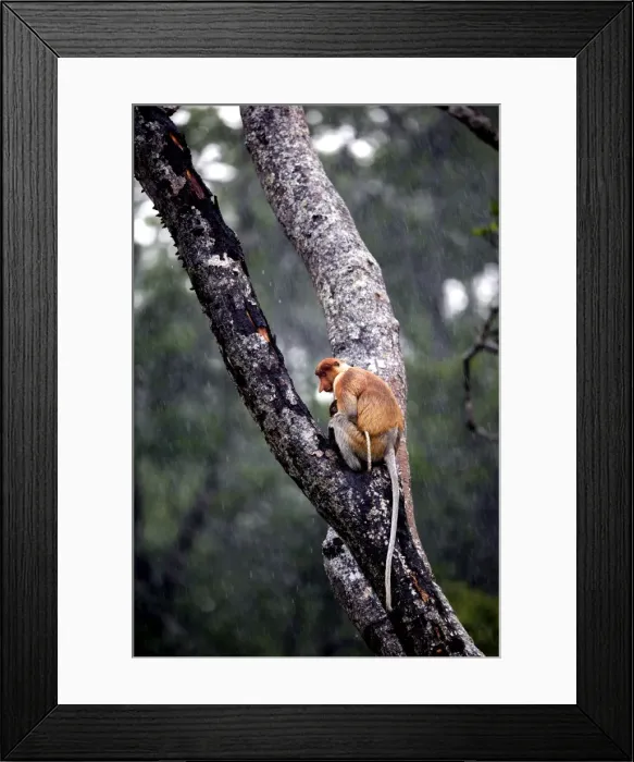 Framed Print : Picture No. 11014496