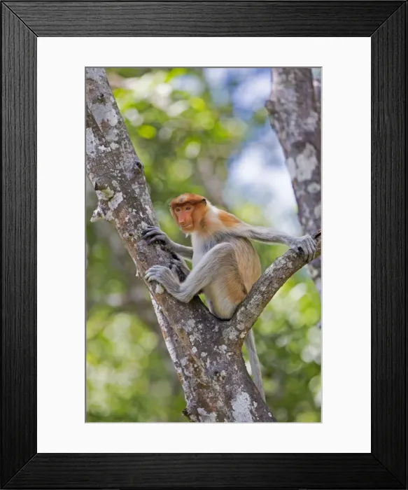 Framed Print : Picture No. 11014497 Framed Print : Picture No. 11014497