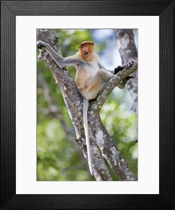 Framed Print : Picture No. 11014498 Framed Print : Picture No. 11014498