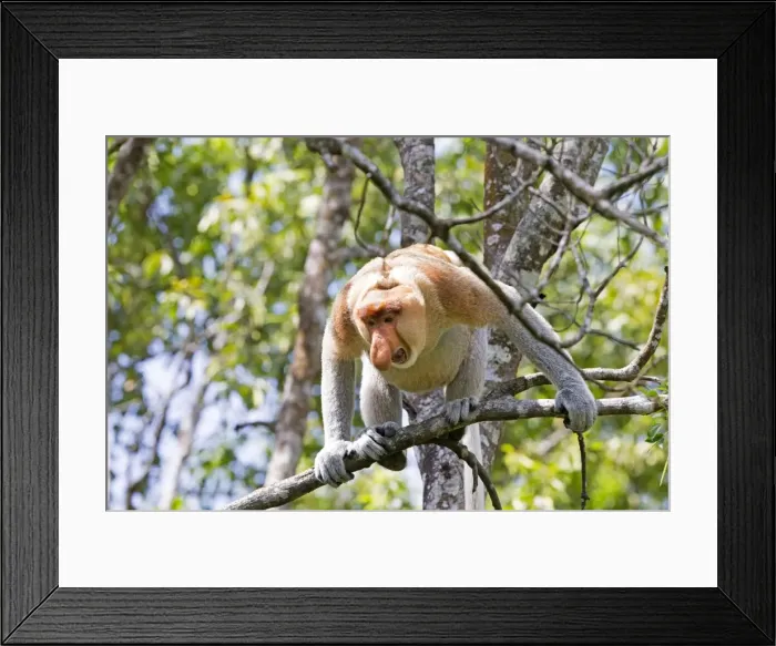 Framed Print : Picture No. 11014503 Framed Print : Picture No. 11014503