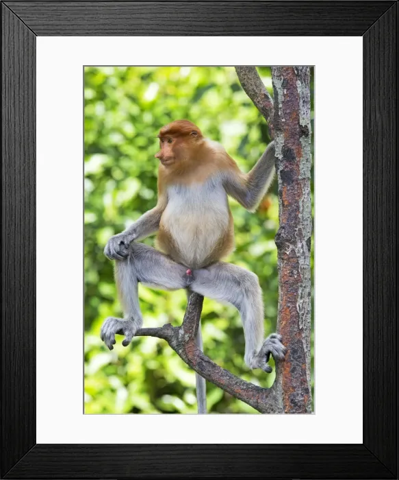 Framed Print : Picture No. 11014501 Framed Print : Picture No. 11014501