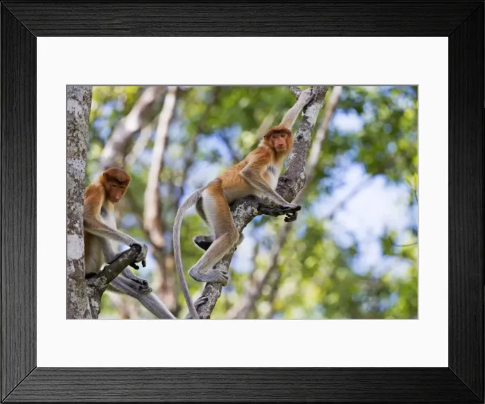Framed Print : Picture No. 11014502 Framed Print : Picture No. 11014502