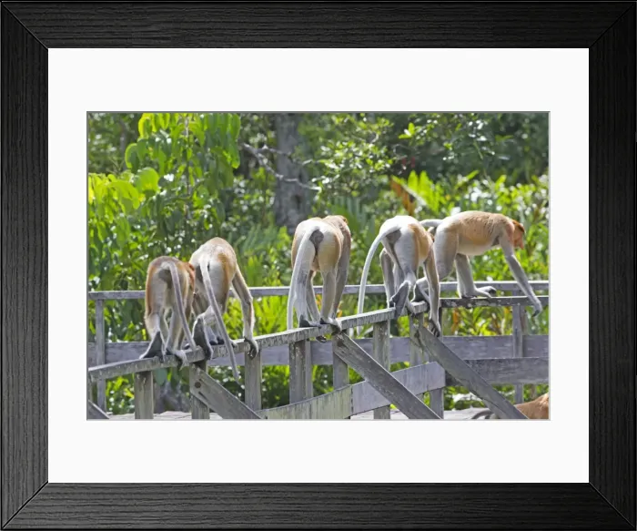 Framed Print : Picture No. 11014504 Framed Print : Picture No. 11014504