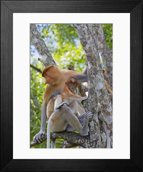 Framed Print : Picture No. 11014505 Framed Print : Picture No. 11014505