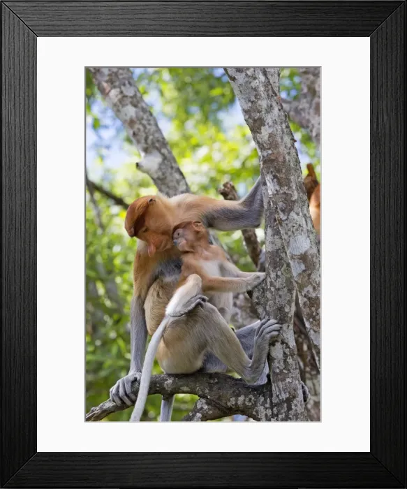 Framed Print : Picture No. 11014506 Framed Print : Picture No. 11014506