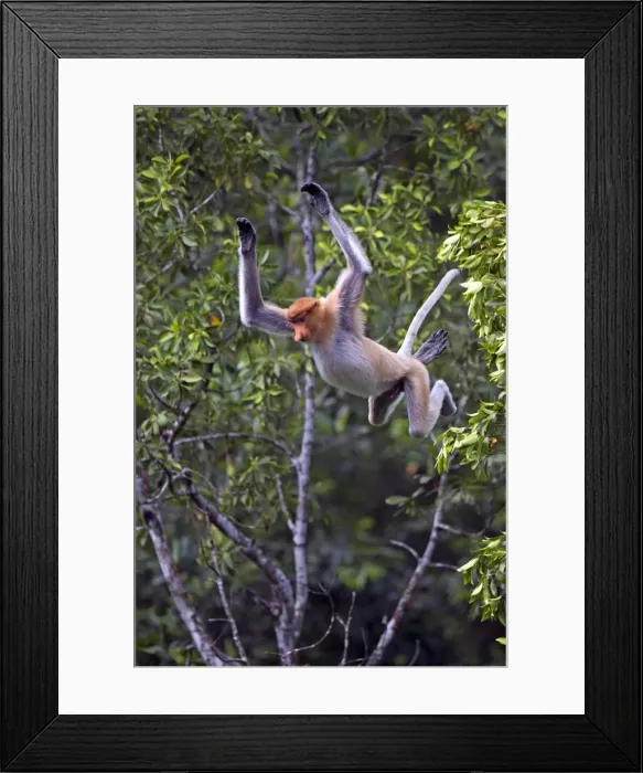 Framed Print : Picture No. 11014508 Framed Print : Picture No. 11014508