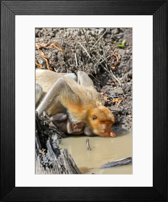 Framed Print : Picture No. 11014507 Framed Print : Picture No. 11014507