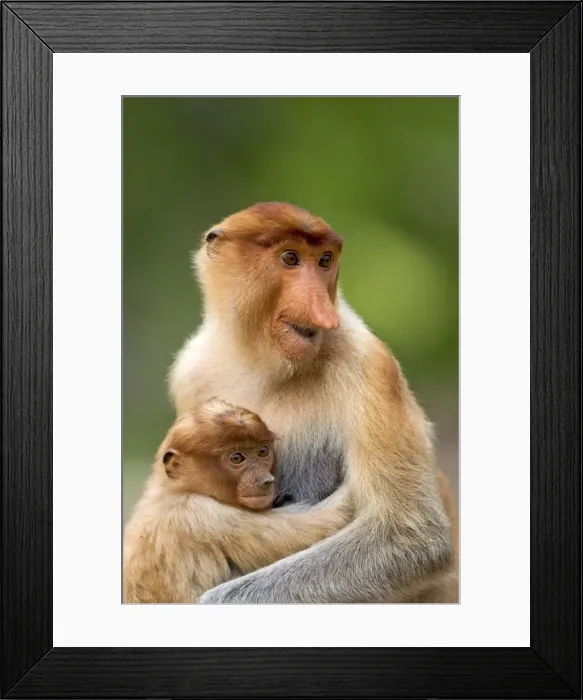 Framed Print : Picture No. 11014509