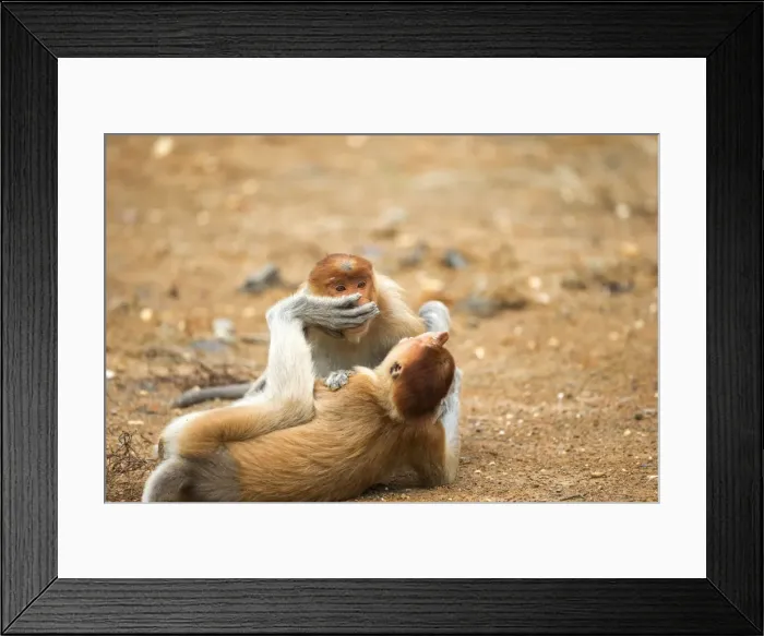 Framed Print : Picture No. 11014510 Framed Print : Picture No. 11014510