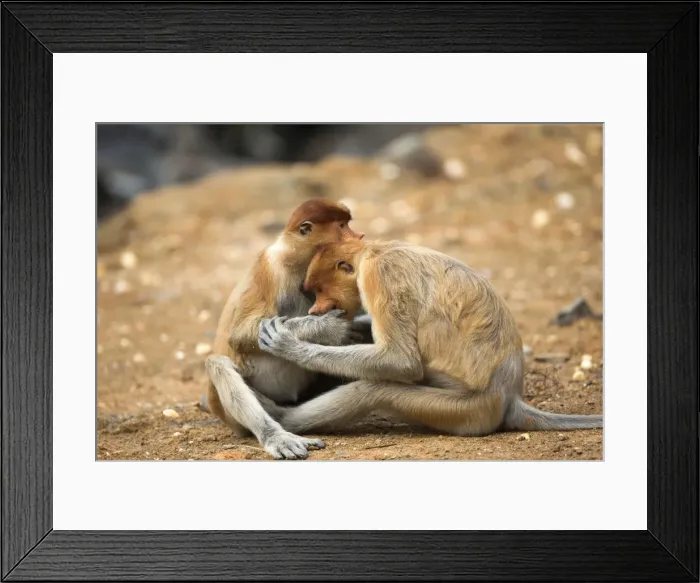 Framed Print : Picture No. 11014511 Framed Print : Picture No. 11014511
