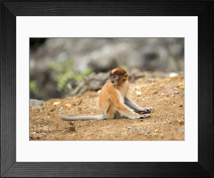 Framed Print : Picture No. 11014512 Framed Print : Picture No. 11014512