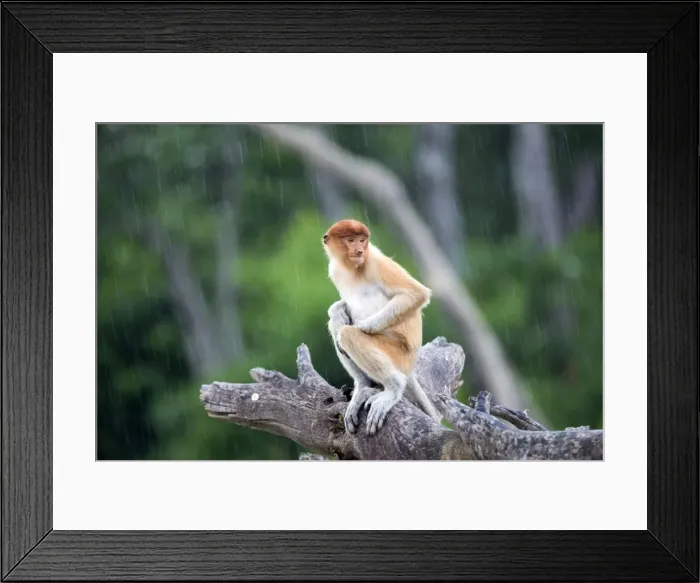 Framed Print : Picture No. 11014517 Framed Print : Picture No. 11014517