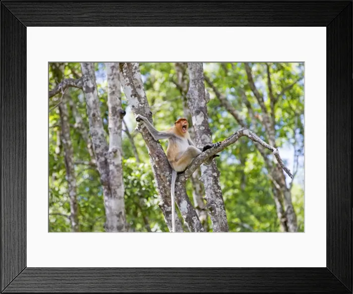 Framed Print : Picture No. 11014518 Framed Print : Picture No. 11014518