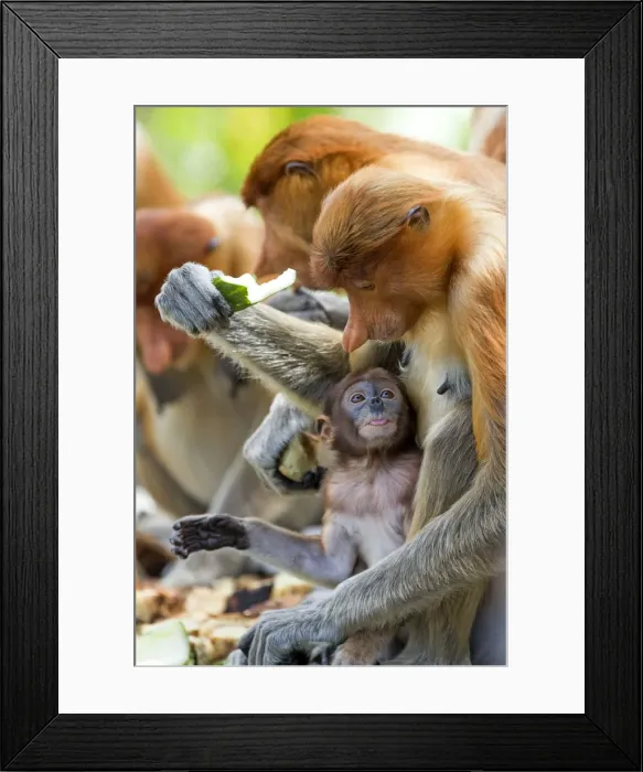 Framed Print : Picture No. 11014520 Framed Print : Picture No. 11014520