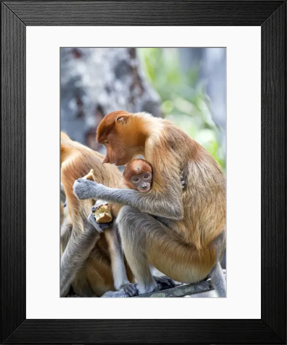 Framed Print : Picture No. 11014521 Framed Print : Picture No. 11014521