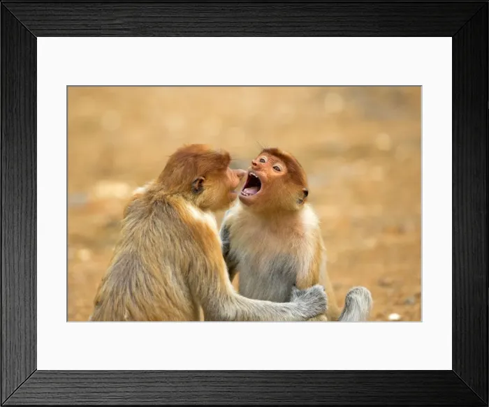 Framed Print : Picture No. 11014523 Framed Print : Picture No. 11014523