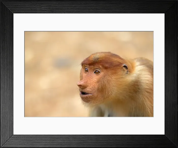 Framed Print : Picture No. 11014524