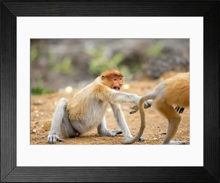 Framed Print : Picture No. 11014526 Framed Print : Picture No. 11014526